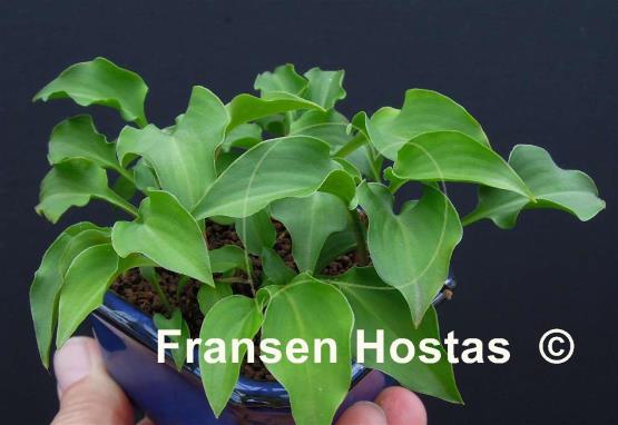 Hosta minor