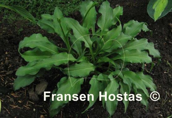 Hosta minor