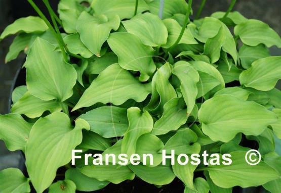 Hosta minor