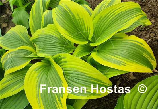 Hosta montana 'Aureomarginata'