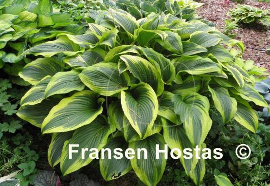 Hosta montana 'Aureomarginata'