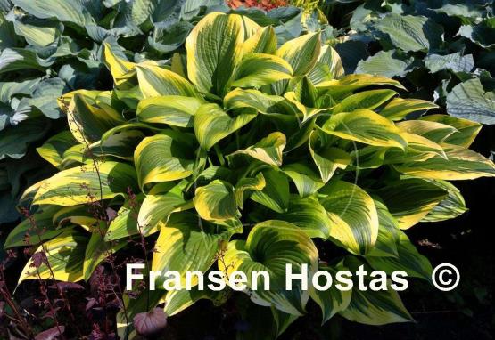 Hosta montana 'Aureomarginata'