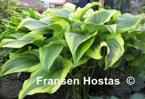 Hosta montana 'Aureomarginata'