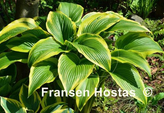 Hosta montana 'Aureomarginata'