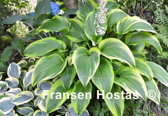 Hosta montana 'Aureomarginata'