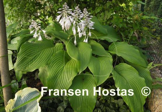 Hosta montana f. macrophylla