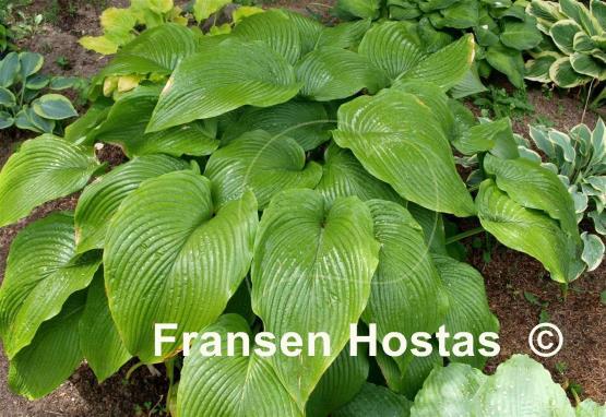 Hosta montana f. macrophylla