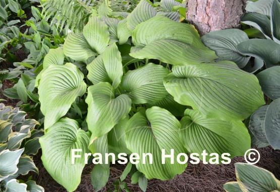 Hosta montana f. macrophylla
