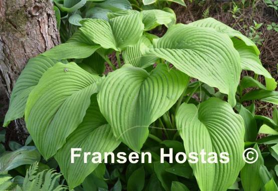 Hosta montana f. macrophylla