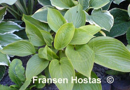 Hosta montana