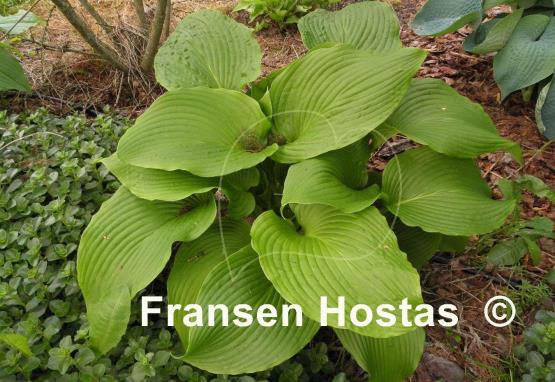 Hosta montana