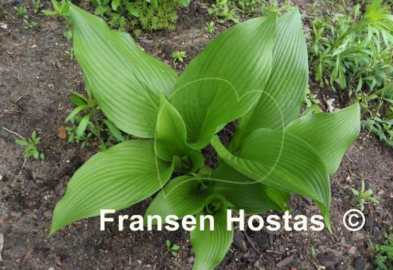 Hosta montana