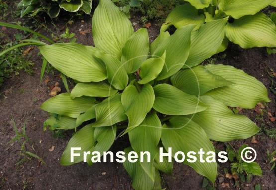 Hosta montana
