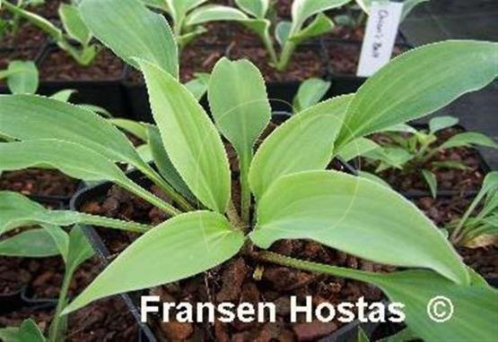 Hosta Majordomo