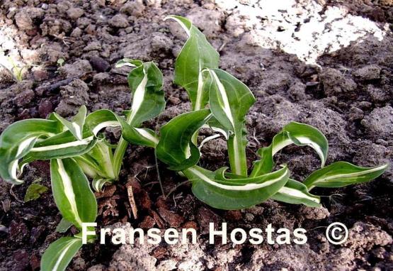 Hosta Manzo