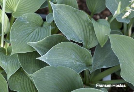 Hosta Marge