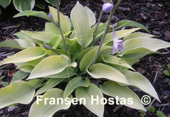 Hosta May