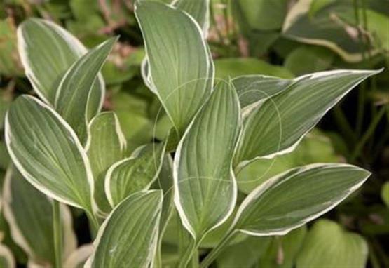 Hosta Mentor Gold