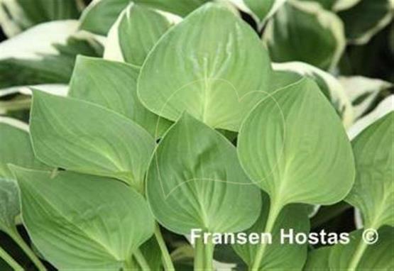 Hosta Minuta