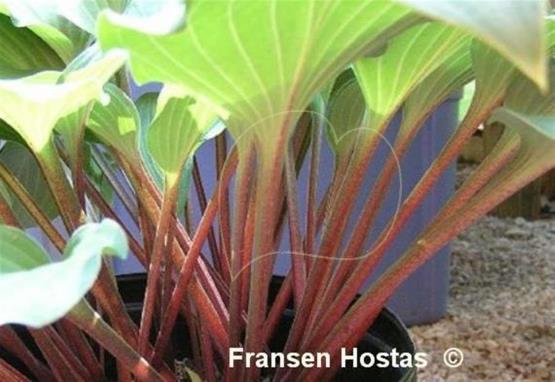 Hosta Miss Linda Smith