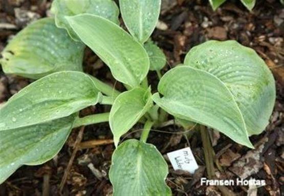 Hosta Misty Waters