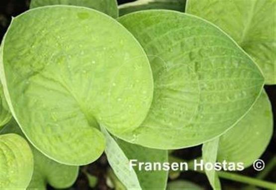 Hosta Mogul