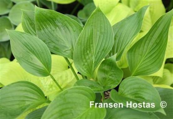 Hosta Moi Marlene