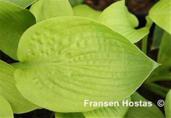 Hosta Monica's Golden Crinkles