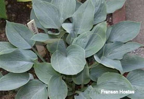 Hosta Moody Blues