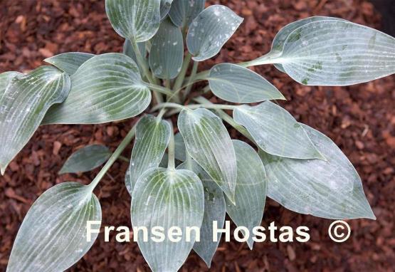 Hosta Mosel