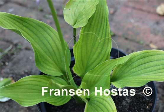 Hosta Nakaimo
