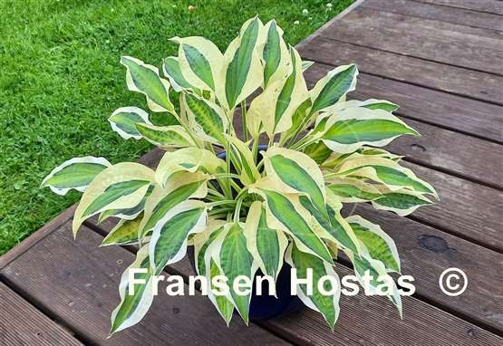Hosta Naked Lady