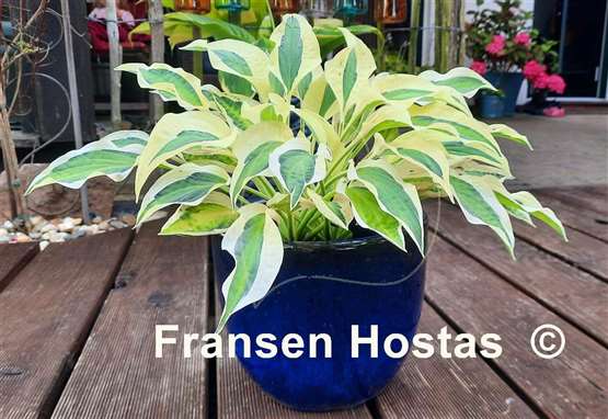 Hosta Naked Lady