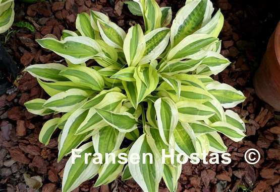 Hosta Naked Lady