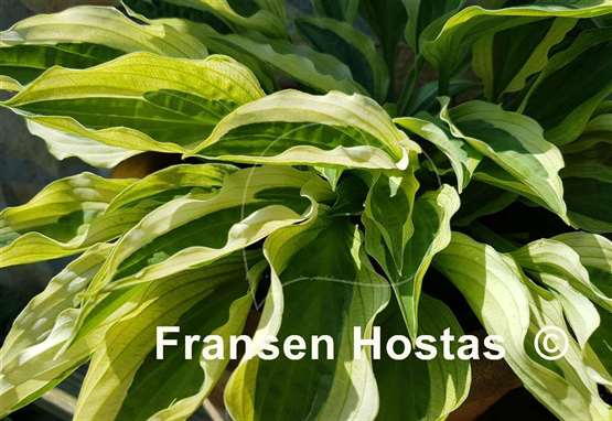 Hosta Naked Lady