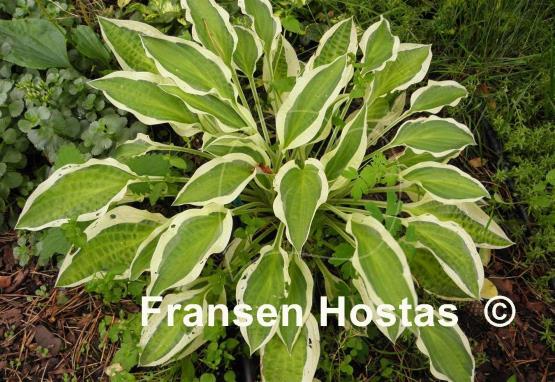 Hosta Naked Lady
