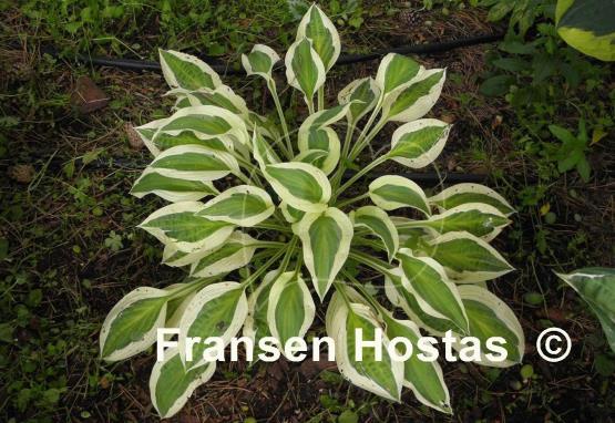 Hosta Naked Lady