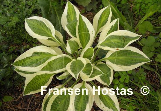 Hosta Naked Lady