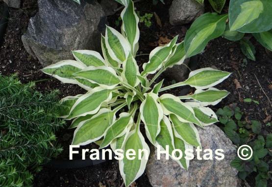 Hosta Naked Lady