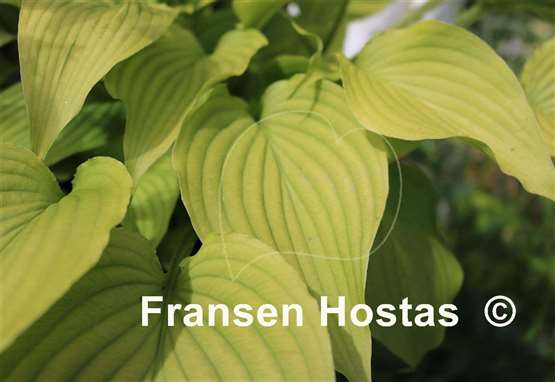 Hosta Nameoki