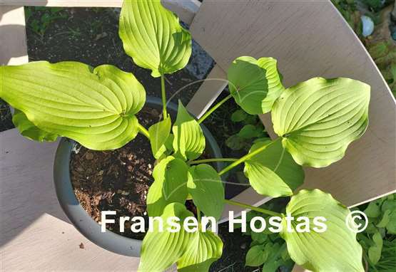 Hosta Nameoki