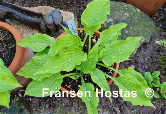 Hosta Nameoki