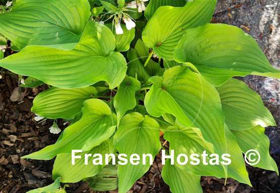 Hosta Nameoki
