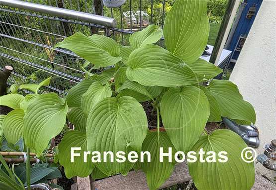 Hosta Nameoki