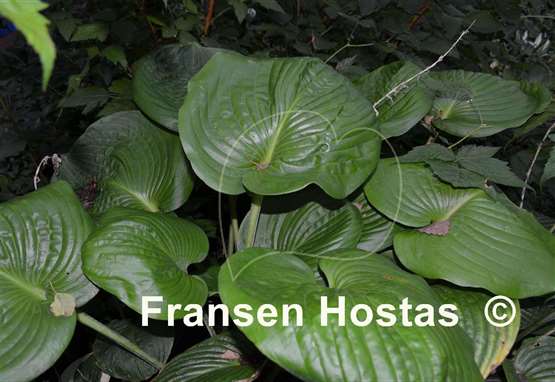 Hosta Nancy Gill