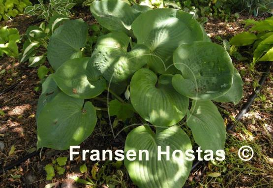 Hosta Nancy Gill