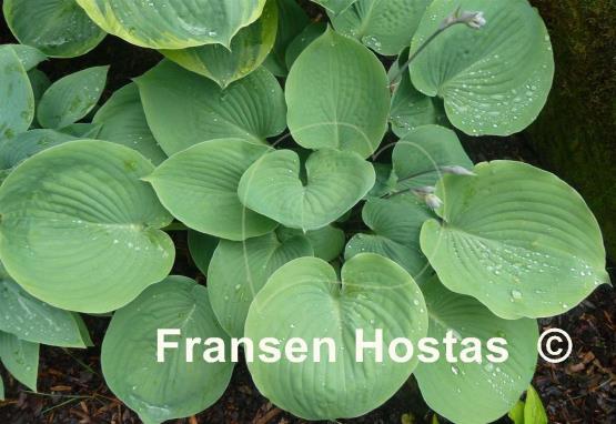 Hosta Nancy Gill