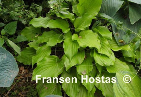 Hosta Nancy