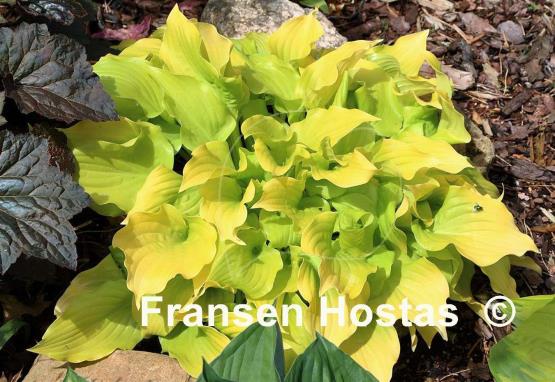 Hosta Nancy