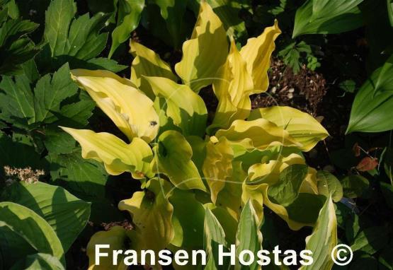 Hosta Nancy